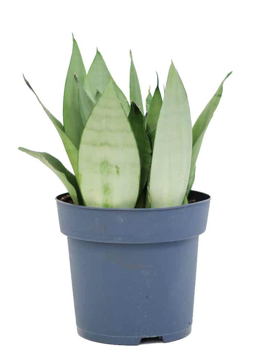 Sansevieria Trifasciata Moonshine Silver Plant or Dracena, Sansevieria Trifasciata Moonshine Silver with Frost Green coloured leaves