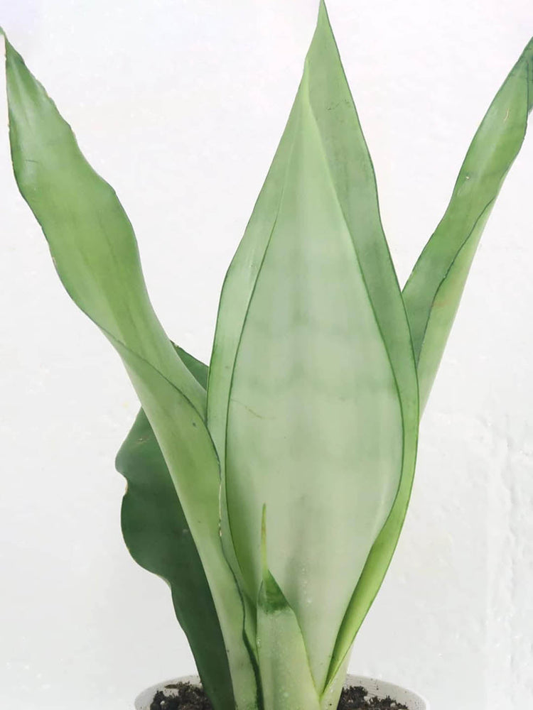 Sansevieria Trifasciata Moonshine Silver