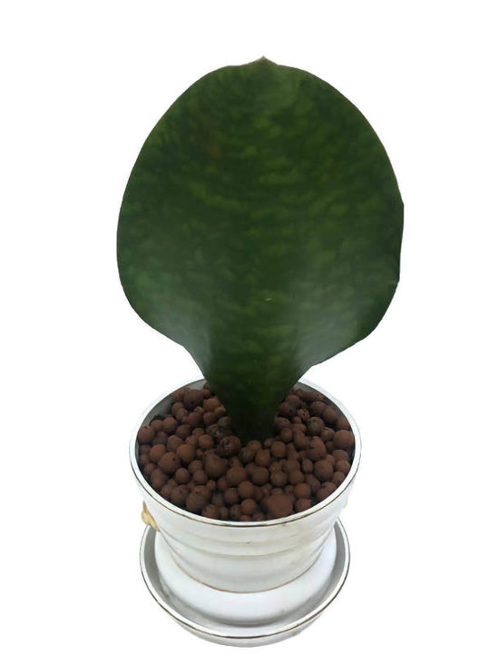 Sansevieria Hyacinthoides Plant or Dracena, Sansevieria Hyacinthoides with Green coloured leaves