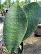 Sansevieria Hyacinthoides