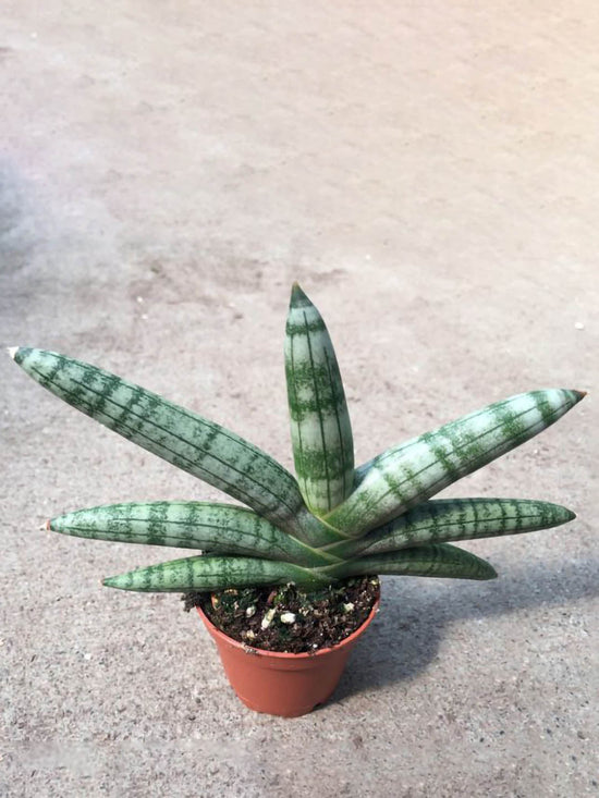Sansevieria Boncel Plant or Spear Sansevieri, Cylindrical Snake Plant,Sansevieria cylindrica,Sansevieria Angolensis with Green coloured leaves
