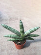 Sansevieria Boncel Plant or Spear Sansevieri, Cylindrical Snake Plant,Sansevieria cylindrica,Sansevieria Angolensis with Green coloured leaves