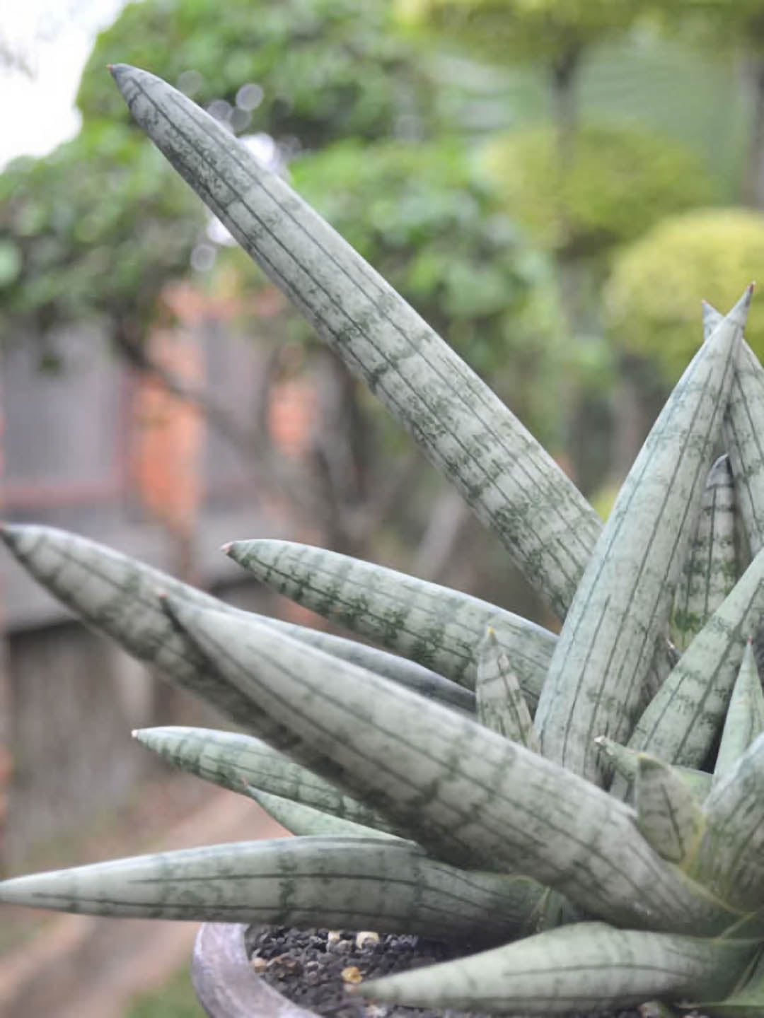 Sansevieria Boncel