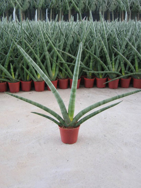 Sansevieria Stuckyi Plant or Elephant Tusks,Sansevieria gracilis with Green coloured leaves