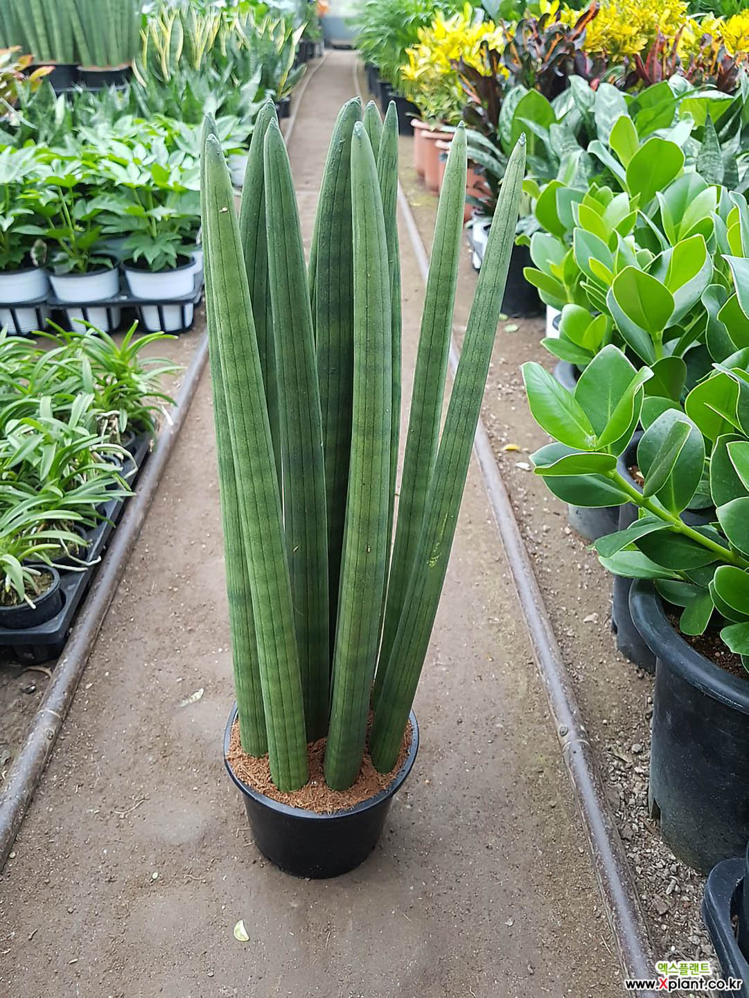 sansevieria stuckyi sale Stucky's Snake Plant – Potclay