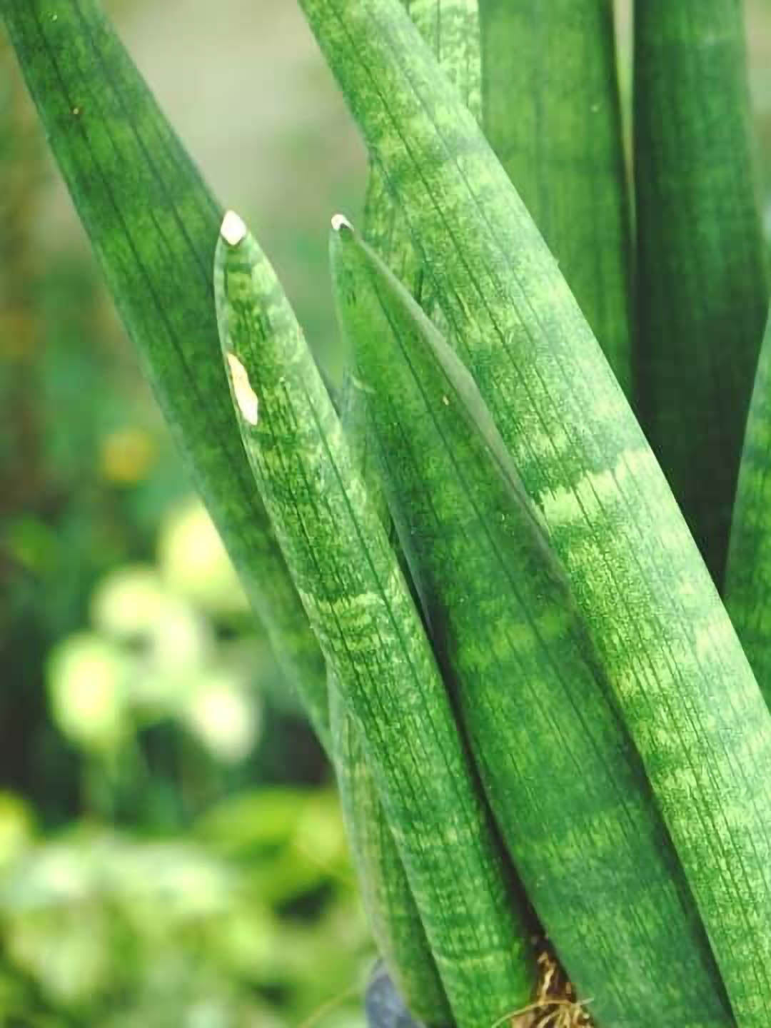 sansevieria stuckyi Stucky's Snake Plant – Potclay