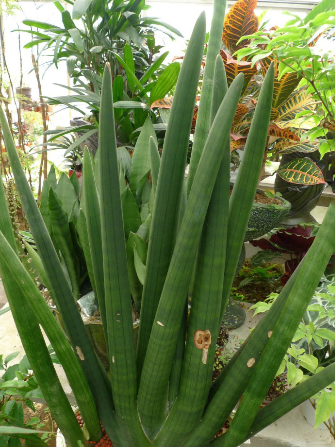 sansevieria stuckyi sale Stucky's Snake Plant – Potclay
