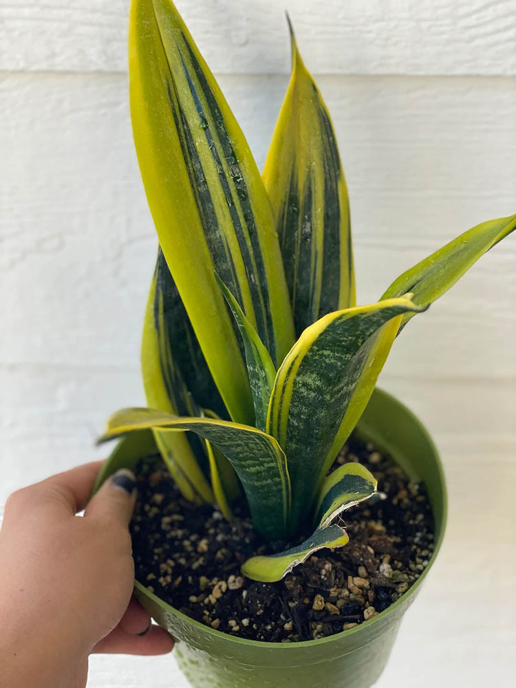 Sansevieria Trifasciata Gold Flame Plant or Golden Hahnii,Gold Flame Snake Plant with Yellow and Green Stripes coloured leaves