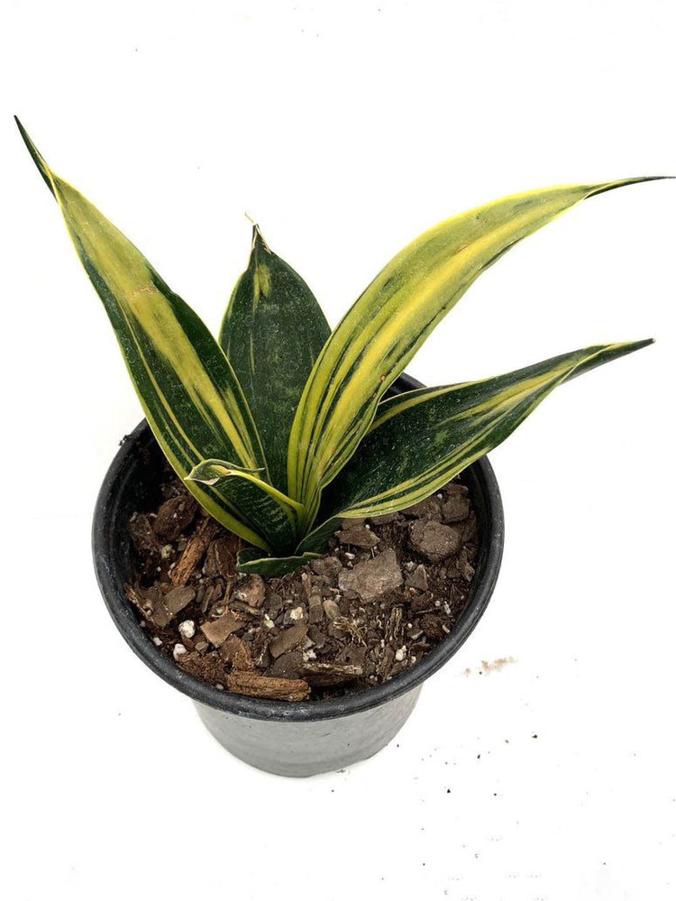 Sansevieria Trifasciata Gold Flame