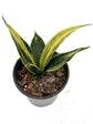 Sansevieria Trifasciata Gold Flame