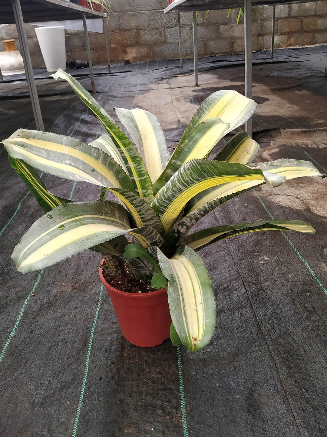 Aechmea Chantinii Samurai Plant or Silver Vase Bromeliad with Green with Yellow and Silver Stripes coloured leaves