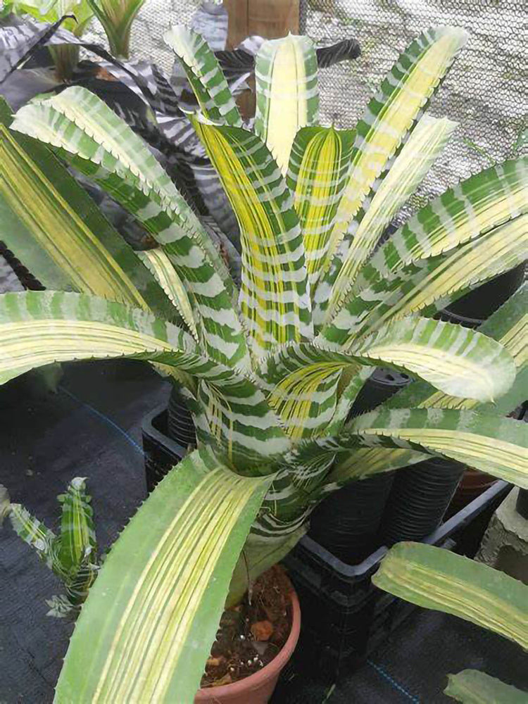 Aechmea Chantinii Samurai 
