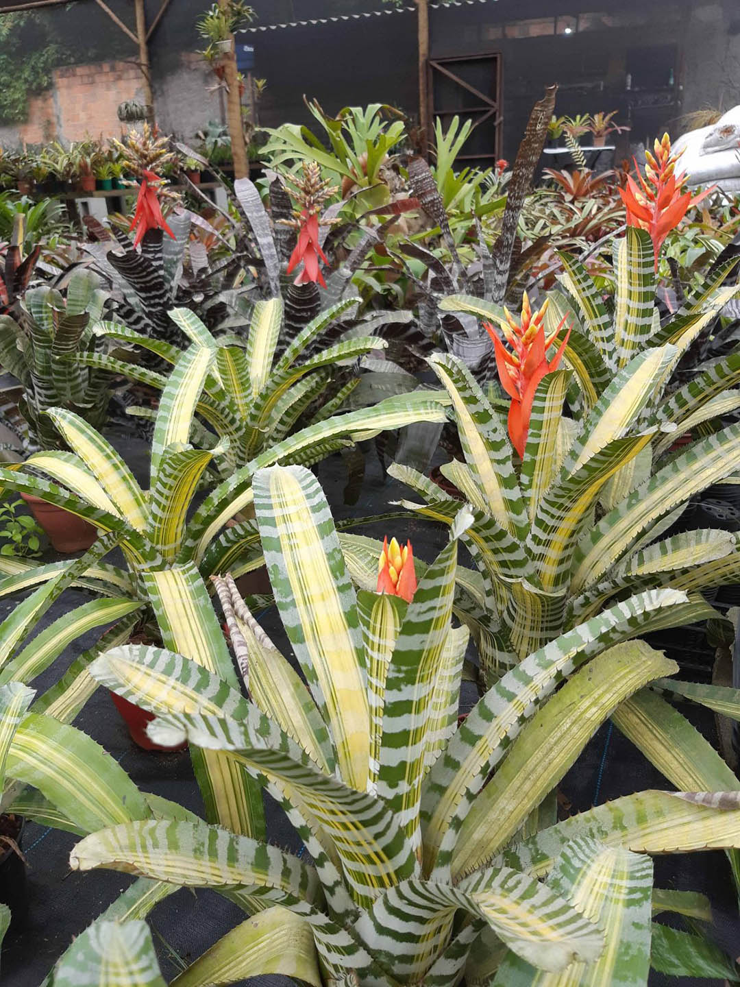 Aechmea Chantinii Samurai 