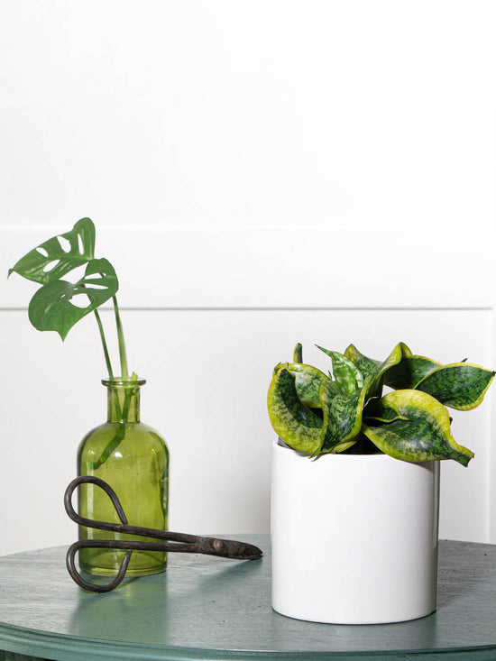 Sansevieria Trifasciata Tornado Plant or Mother in law s tongue, Snake plant with Green, Yellow coloured leaves