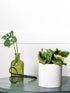 Sansevieria Trifasciata Tornado Plant or Mother in law s tongue, Snake plant with Green, Yellow coloured leaves