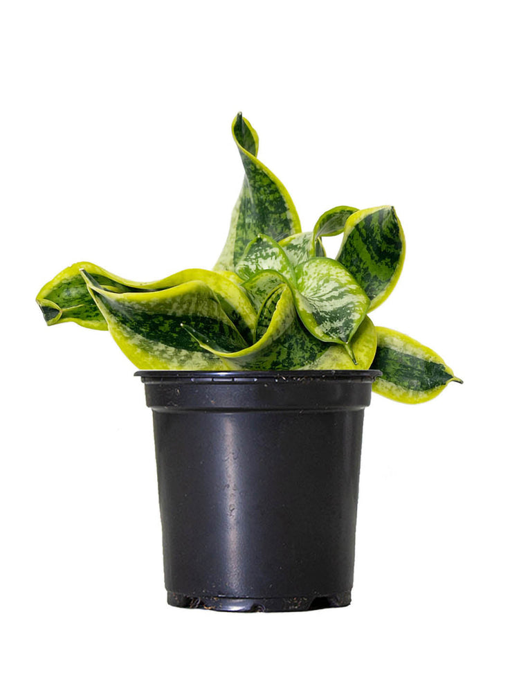 Sansevieria Trifasciata Tornado
