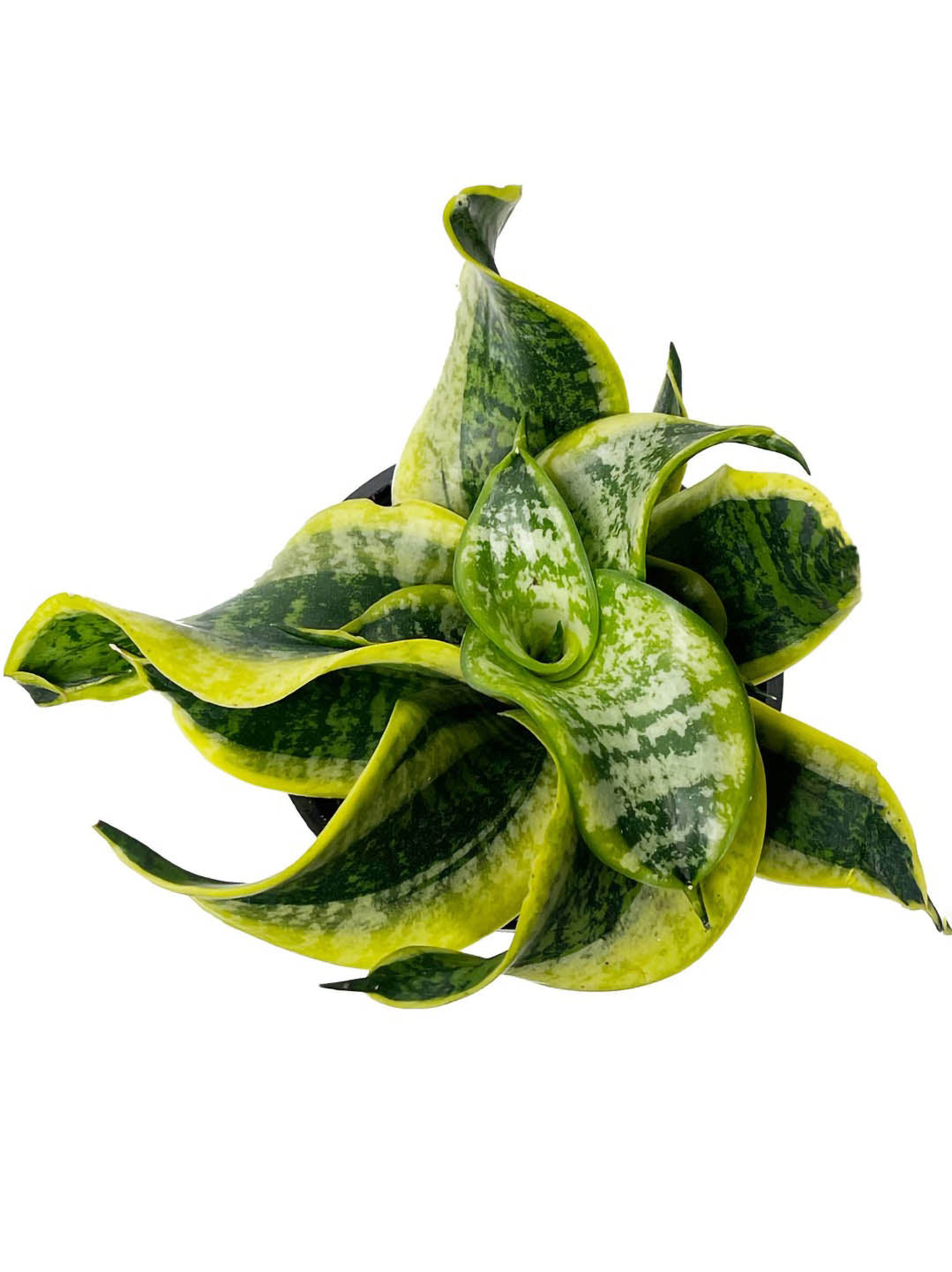 tornado snake plant Tornado Snake Plant – Potclay