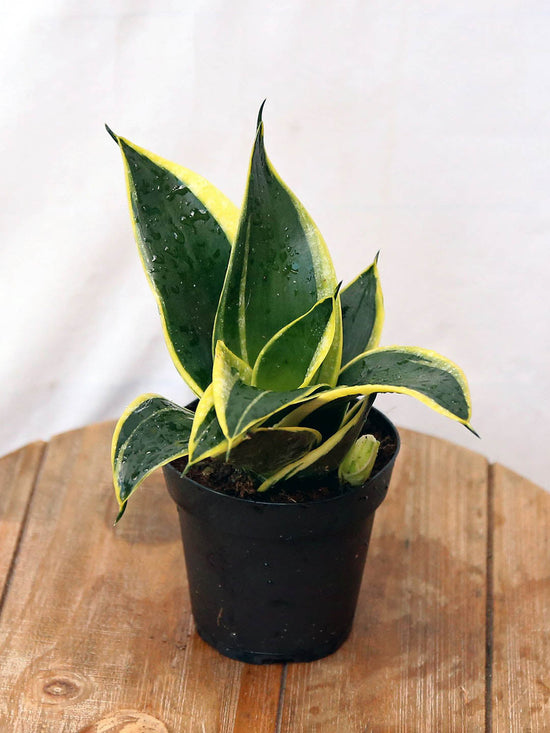 Sansevieria Golden Hahnii Plant or Dwarf snake plant with Green, Yellow coloured leaves