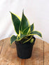 Sansevieria Golden Hahnii Plant or Dwarf snake plant with Green, Yellow coloured leaves
