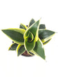 Sansevieria Golden Hahnii