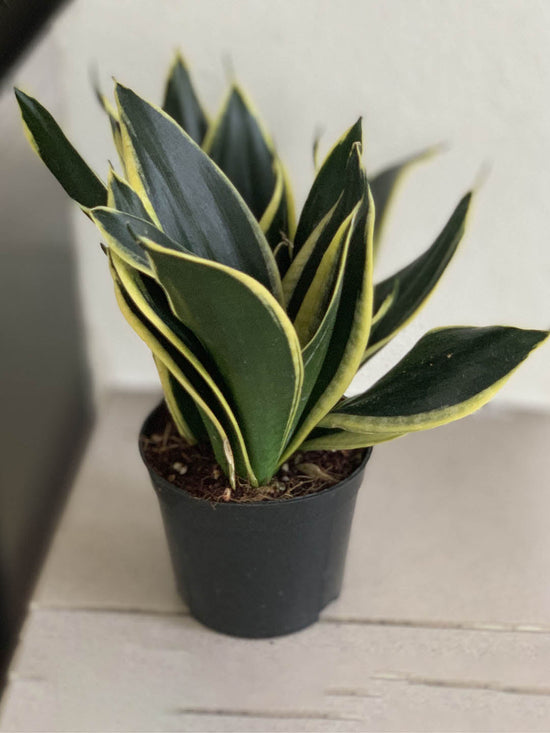 Sansevieria Black Gold Plant or Snake Plant with Dark green, Yellow coloured leaves