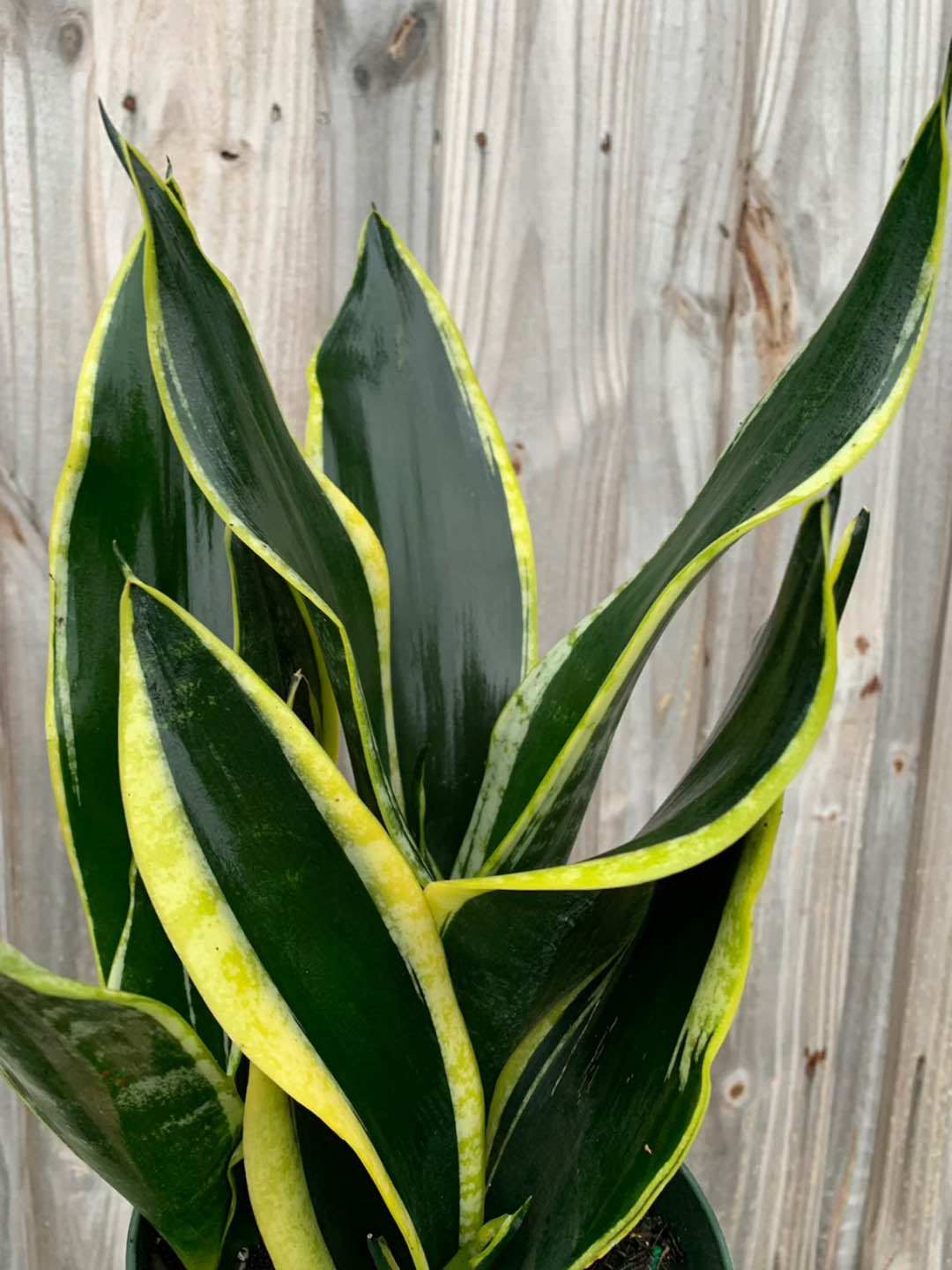 black gold snake plant care Black Gold Snake Plant – Potclay