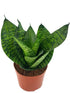 Sansevieria Green Hahnii Plant or Bird s Nest Snake Plant with Green coloured leaves