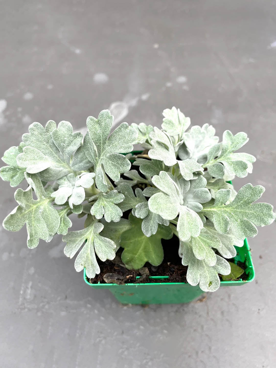 Artemisia Stelleriana Plant or Hoary mugwort, Dusty Miller, Beach wormwood,Oldwoman with Silver or Frost Green coloured leaves and Yellow coloured flower 