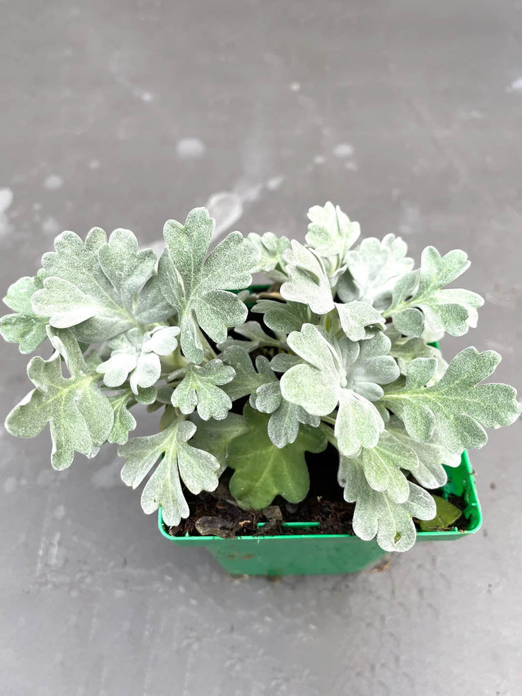 Artemisia Stelleriana Plant or Hoary mugwort, Dusty Miller, Beach wormwood,Oldwoman with Silver or Frost Green coloured leaves and Yellow coloured flower 