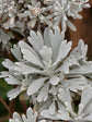 Artemisia Stelleriana
