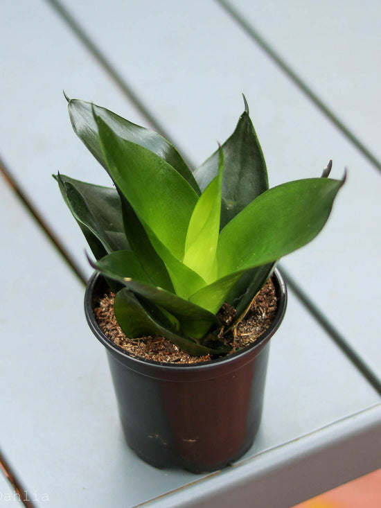 Sansevieria Hahnii Jade Green Plant or Hahnii Jade Snake Plant, Bird’s Nest Snake Plant with Green coloured leaves
