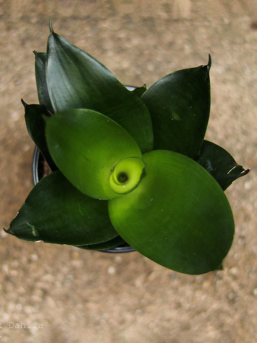 Sansevieria Hahnii Jade Green