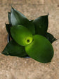 Sansevieria Hahnii Jade Green