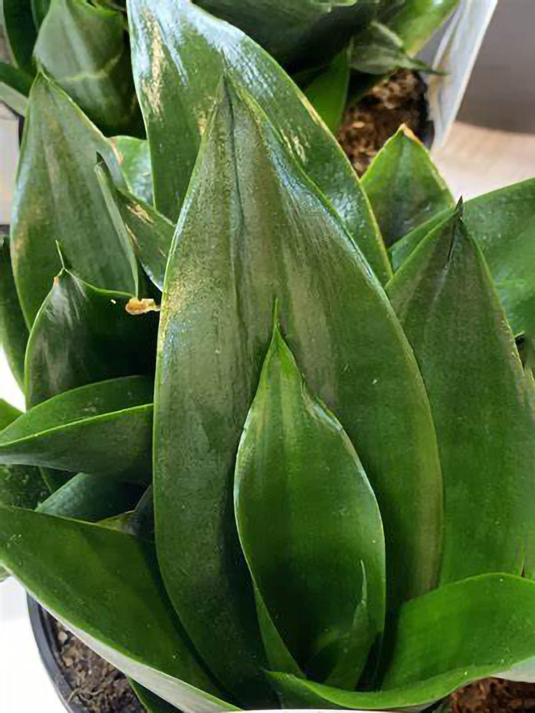 hahnii jade snake plant Sansevieria Hahnii Jade Green – Potclay