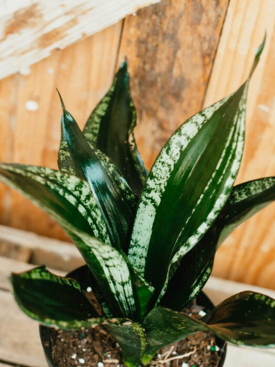 Sansevieria Whitney Plant or Mother-in-law s tongue, Bowstring hemp, and Snake Plant. with Green, White coloured leaves