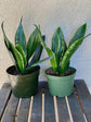 Sansevieria Whitney