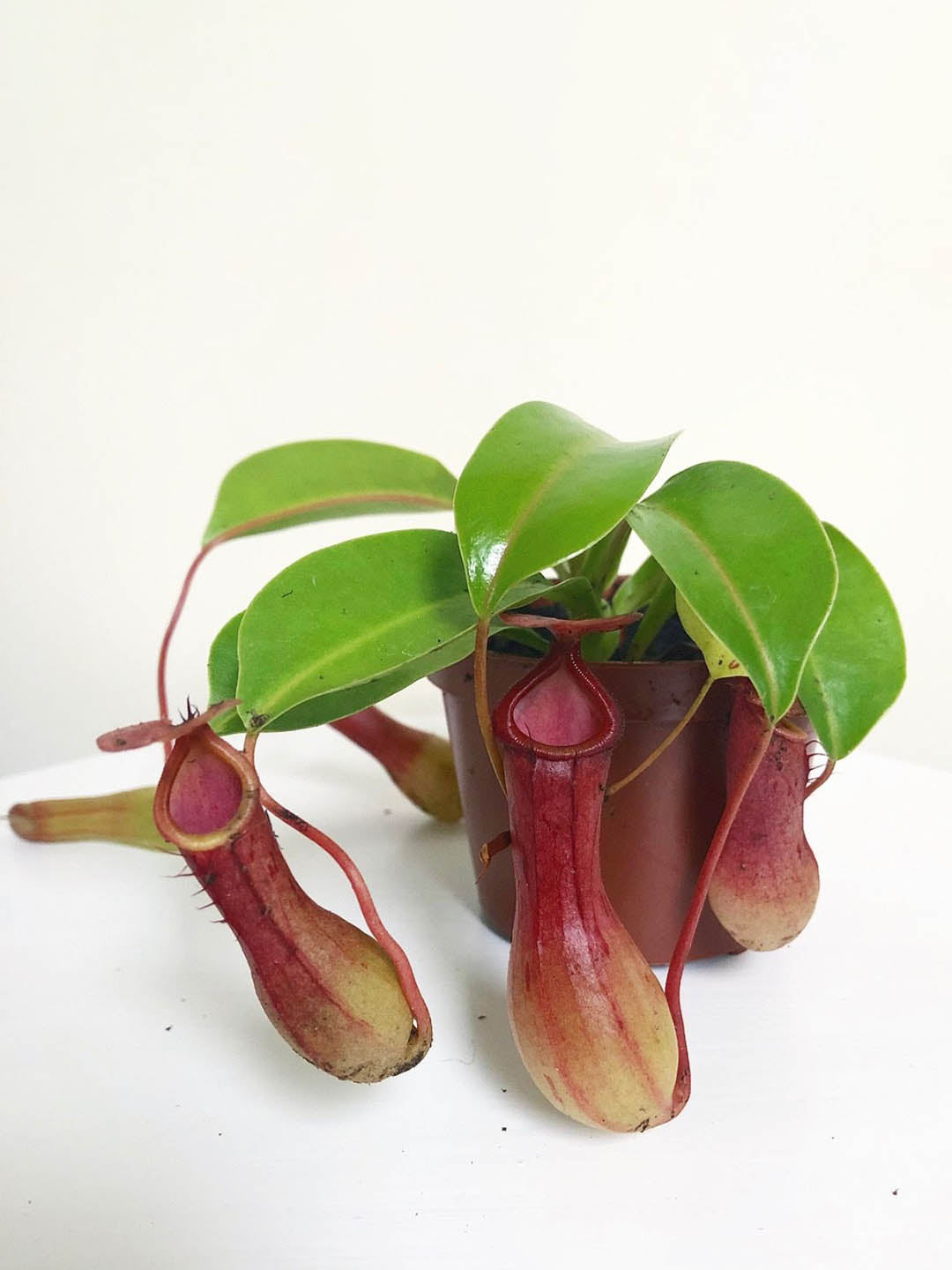Nepenthes Ventrata Plant or Trumpet Pitcher,Sarracenia Pitcher with Green or Red coloured leaves and Yellow coloured flower 