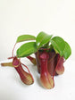Nepenthes Ventrata Plant or Trumpet Pitcher,Sarracenia Pitcher with Green or Red coloured leaves and Yellow coloured flower 