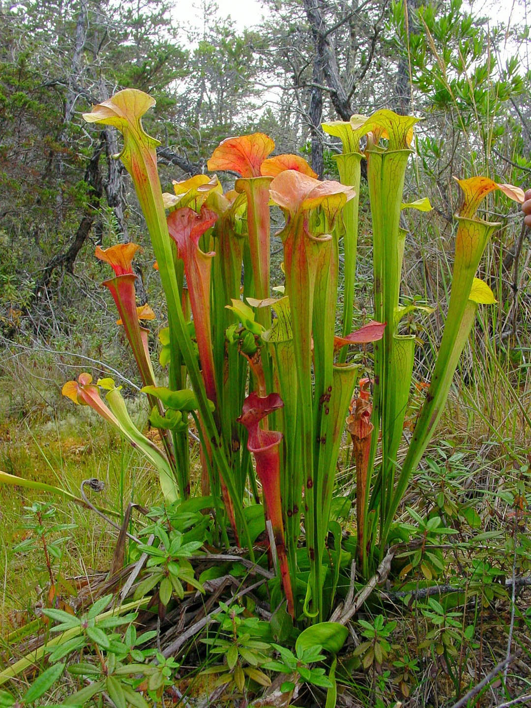 Nepenthes Ventrata