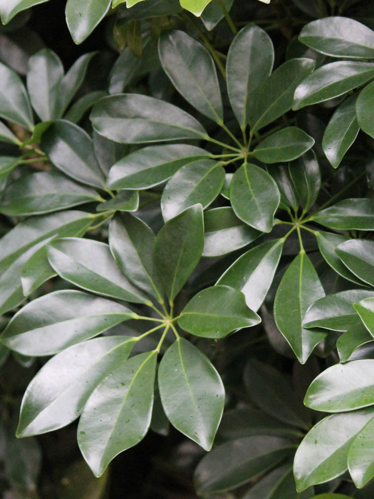 Schefflera Arboricola Green Plant or Schefflera Heptaphylla with Dark Green coloured leaves and Yellowish Green coloured flower 
