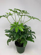 Schefflera Arboricola Green 