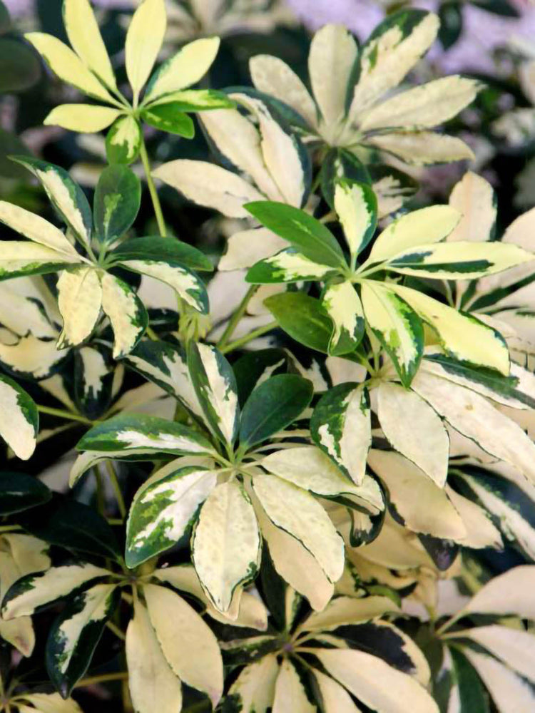 Schefflera Arboricola Variegated Yellow Plant or Aralia Madam De Smet,Umbrella plant with Yellow and Green Patches coloured leaves and Yellowish Green coloured flower 