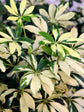 Schefflera Arboricola Variegated Yellow Plant or Aralia Madam De Smet,Umbrella plant with Yellow and Green Patches coloured leaves and Yellowish Green coloured flower 