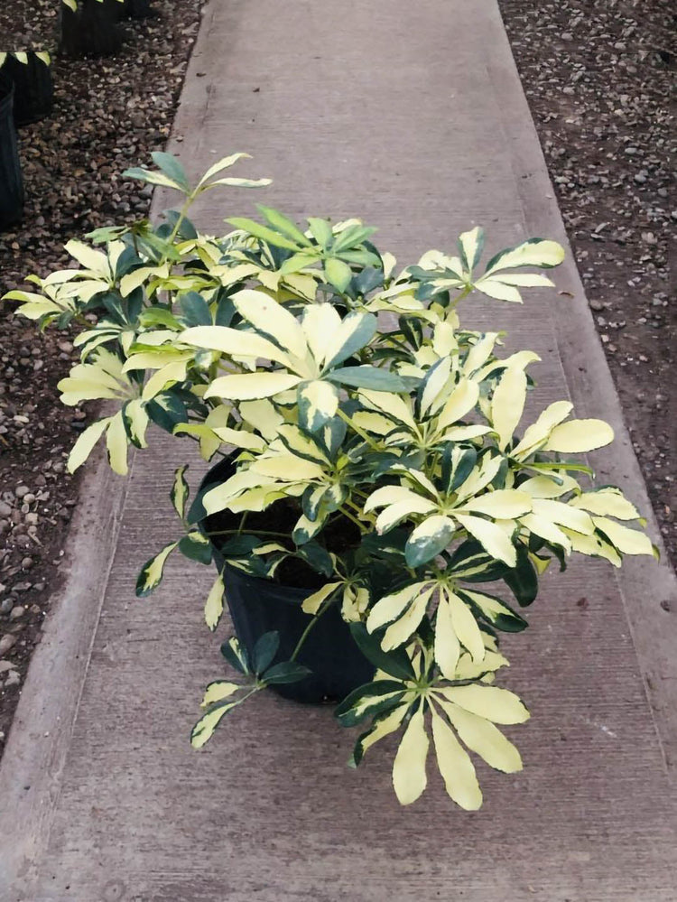 Schefflera Arboricola Variegated Yellow 