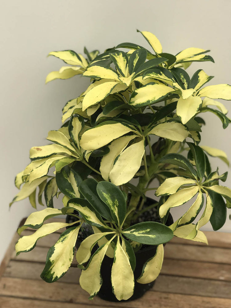 Schefflera Arboricola Variegated Yellow 