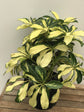 Schefflera Arboricola Variegated Yellow 