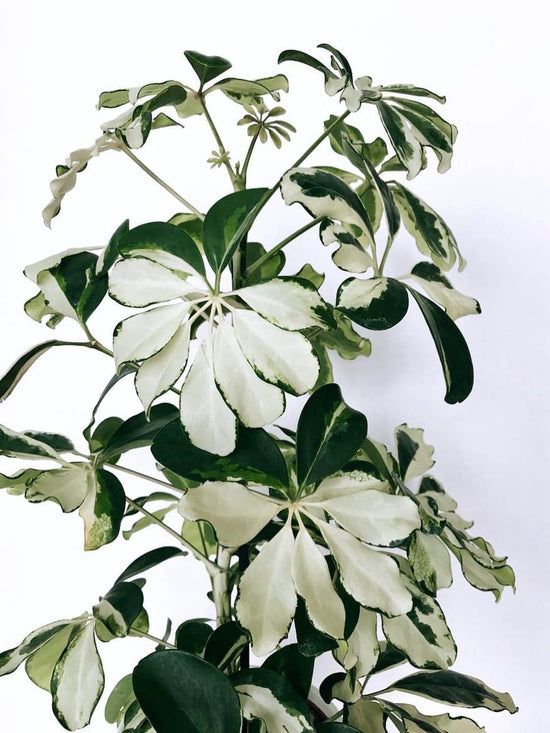Schefflera Arboricola Variegated White Plant or Aralia madam de smet,Umbrella plant with Cream White and Green Patches coloured leaves and Yellowish Green coloured flower 