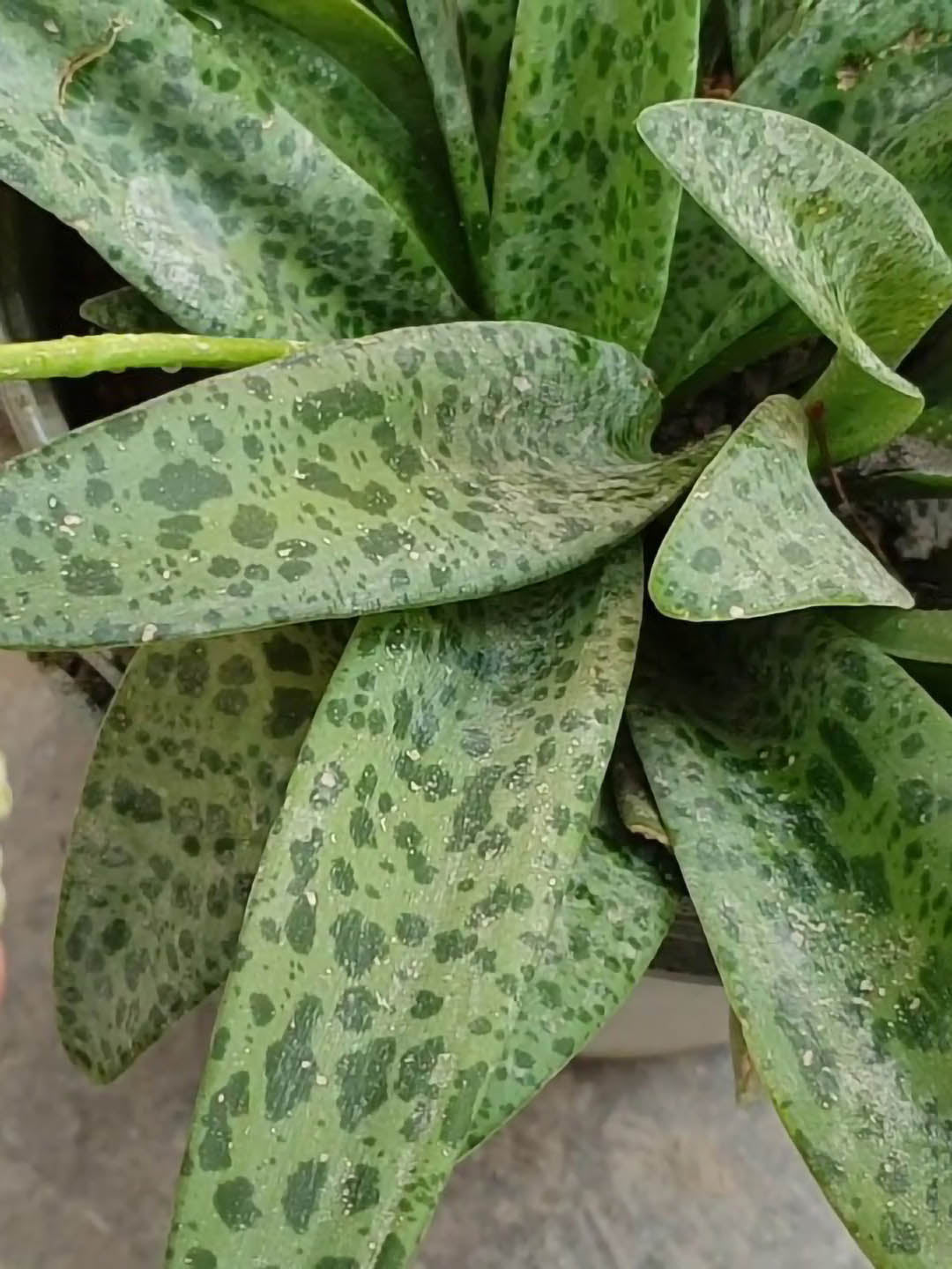 Scilla Passiflora Plant or Silver Squill,Leopard Lily with Green or Silver coloured leaves
