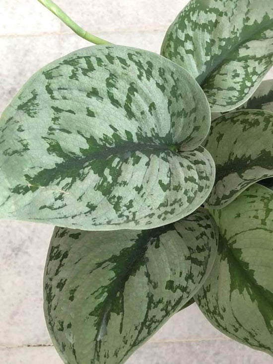 Scindapsus Pictus Exotica Plant or Satin Silver Splash with Green, Silver/White coloured leaves