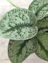 Scindapsus Pictus Exotica Plant or Satin Silver Splash with Green, Silver/White coloured leaves